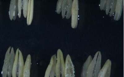 Curso «Técnicas de mejora genética vegetal»