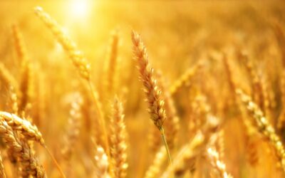 Jornada de lanzamiento: WheatNet (Conexión Trigo)