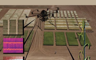 Estudio con la participación del IRNASA-CSIC busca identificar nuevos rasgos para la mejora de trigo