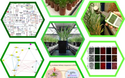 Tesis doctoral – Characterisation of the adaptation of landraces and modern varieties to climate change to identify genetic resources and traits for bread wheat improvement