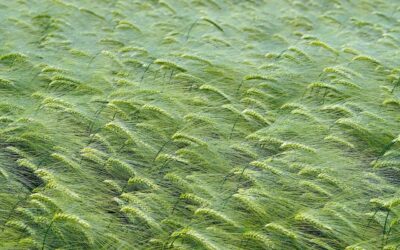 Tesis doctoral – Evaluación de estrategias de diversificación y biofertilización para cereales de secano semiáridos