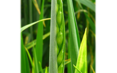 Workshop «Wheat based food security in an unpredictable and changing climate»