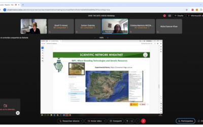 Coordinadora de la Conexión Trigo participa en AHEAD virtual workshop on Heat & Drought Research