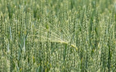 Curso ‘Tecnologías ómicas en trigo: GWAs y RNASeq’